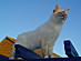 View full size picture