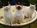 View full size picture