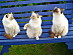 View full size picture