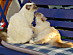 View full size picture