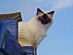 View full size picture