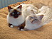 View full size picture