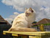 View full size picture