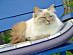 View full size picture
