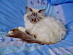 View full size picture