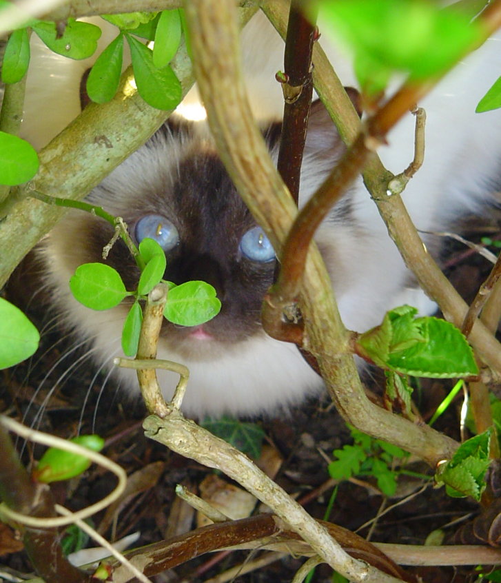 Picture of a cat / kitten / feline