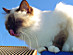 View full size picture