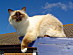 View full size picture