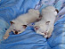 View full size picture