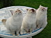 View full size picture