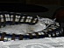 View full size picture