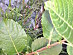 View full size picture