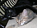 View full size picture