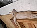View full size picture