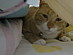 View full size picture