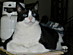 View full size picture