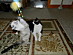 View full size picture