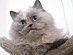 View full size picture