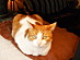 View full size picture