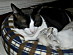 View full size picture