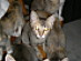 View full size picture