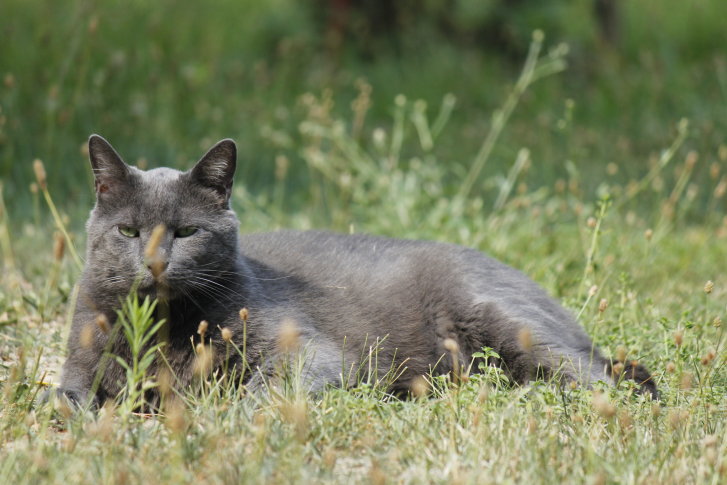 Picture of a cat / kitten / feline