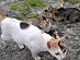 View full size picture