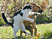View full size picture