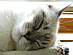 View full size picture