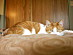 View full size picture