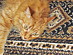 View full size picture