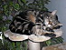 View full size picture
