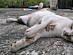 View full size picture