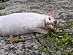 View full size picture