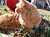 View full size picture