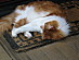 View full size picture