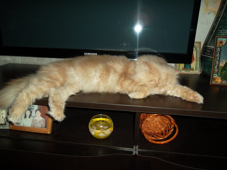 Picture of a cat / kitten / feline