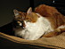 View full size picture