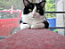 View full size picture
