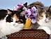 View full size picture
