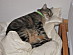 View full size picture