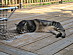View full size picture