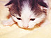 View full size picture