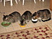 View full size picture