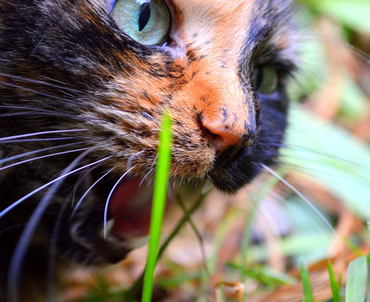 Picture of a cat / kitten / feline