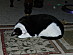 View full size picture