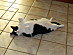 View full size picture