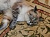 View full size picture