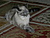 View full size picture