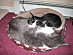 View full size picture